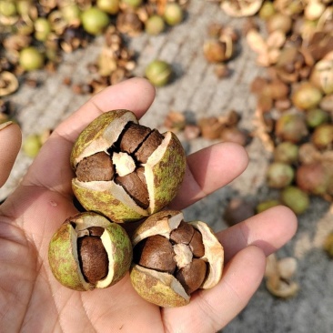 优质油茶青果