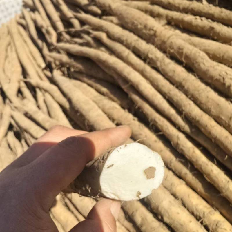 推荐河北铁棍山药衡水山药饶阳山药基地常年直供质优价廉欢迎电联
