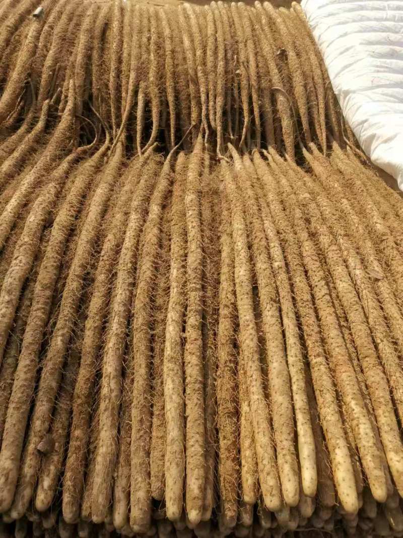推荐河北铁棍山药衡水山药饶阳山药基地常年直供质优价廉欢迎电联