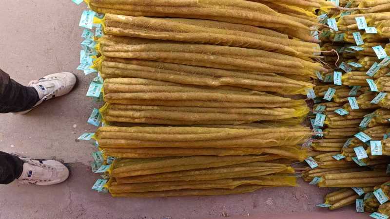 推荐河北铁棍山药衡水山药饶阳山药基地常年直供质优价廉欢迎电联