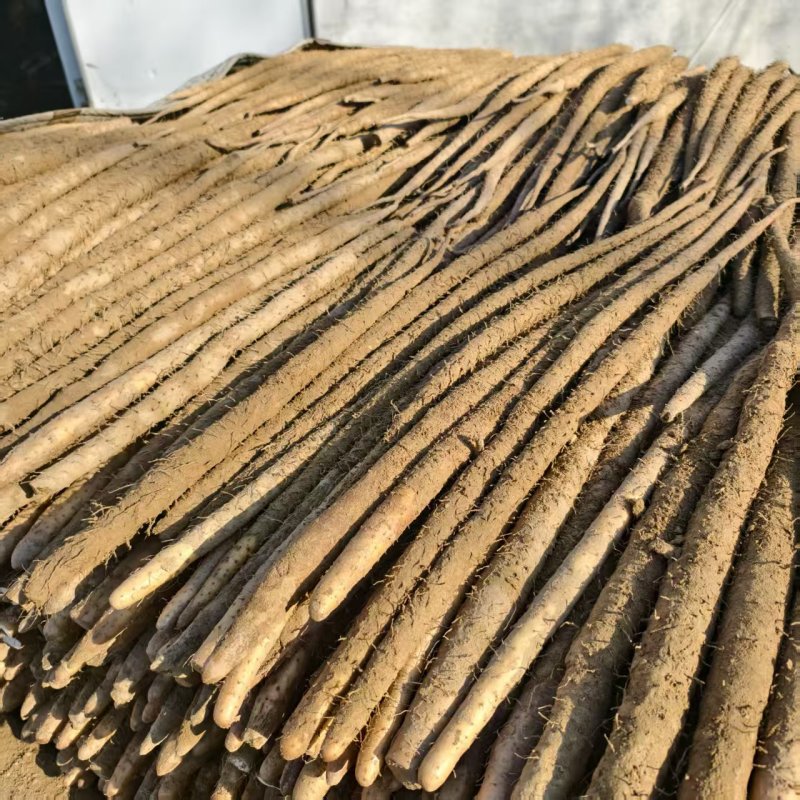 推荐河北铁棍山药衡水山药饶阳山药基地常年直供质优价廉欢迎电联