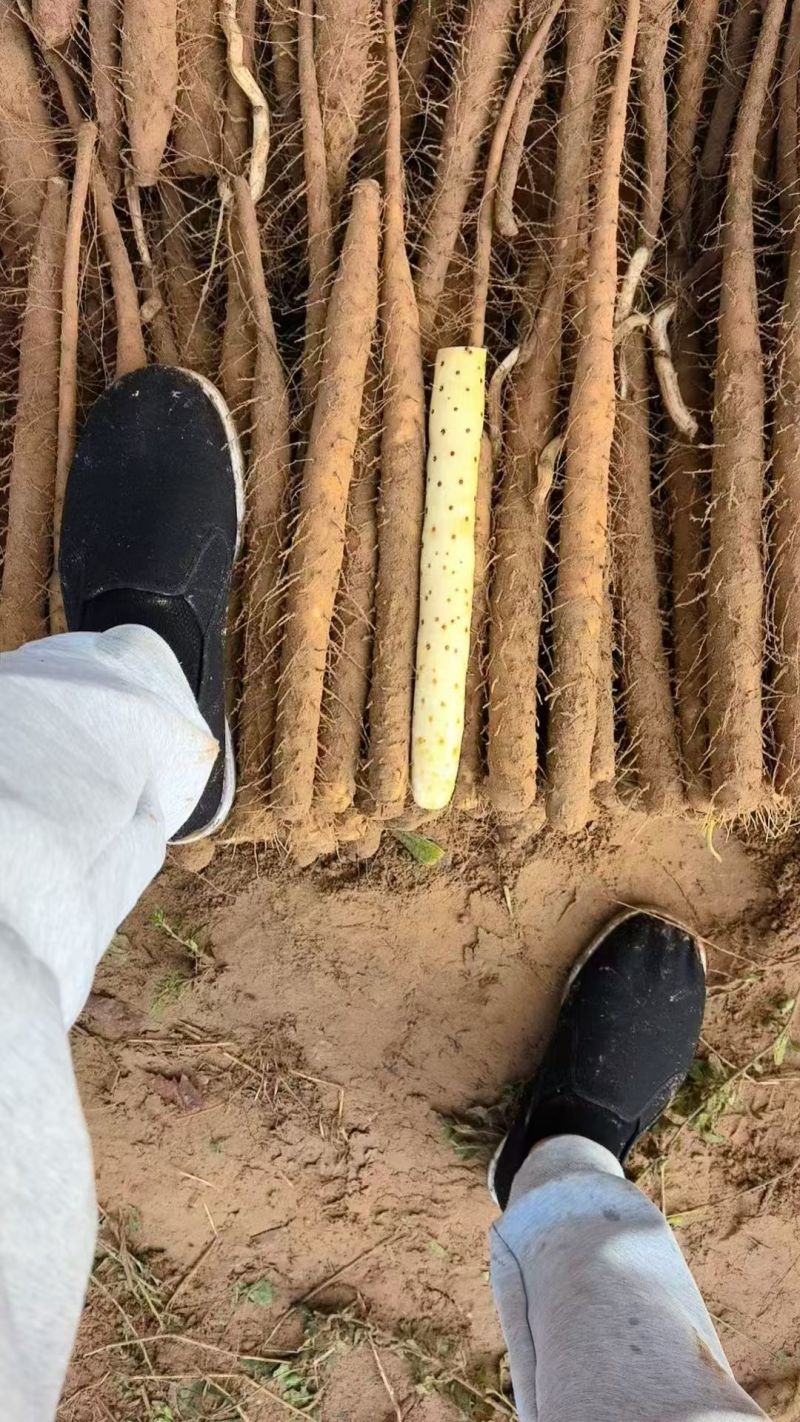 推荐河北铁棍山药衡水山药饶阳山药基地常年直供质优价廉欢迎电联