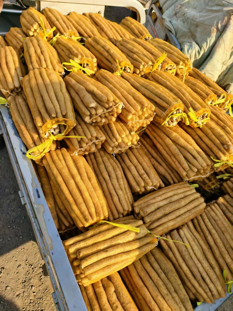 推荐河北铁棍山药衡水山药饶阳山药基地常年直供质优价廉欢迎电联