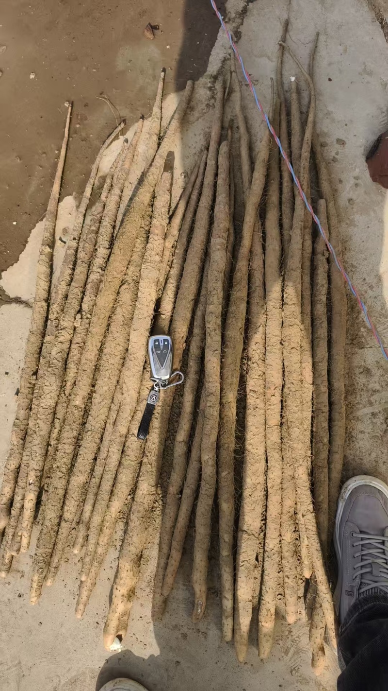 推荐河北铁棍山药衡水山药饶阳山药基地常年直供质优价廉欢迎电联