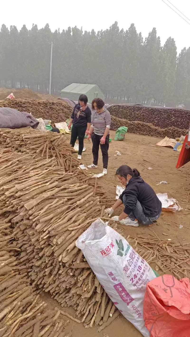 电商山药河北山药铁棍山药承接电商超市场规格齐全按需定制货