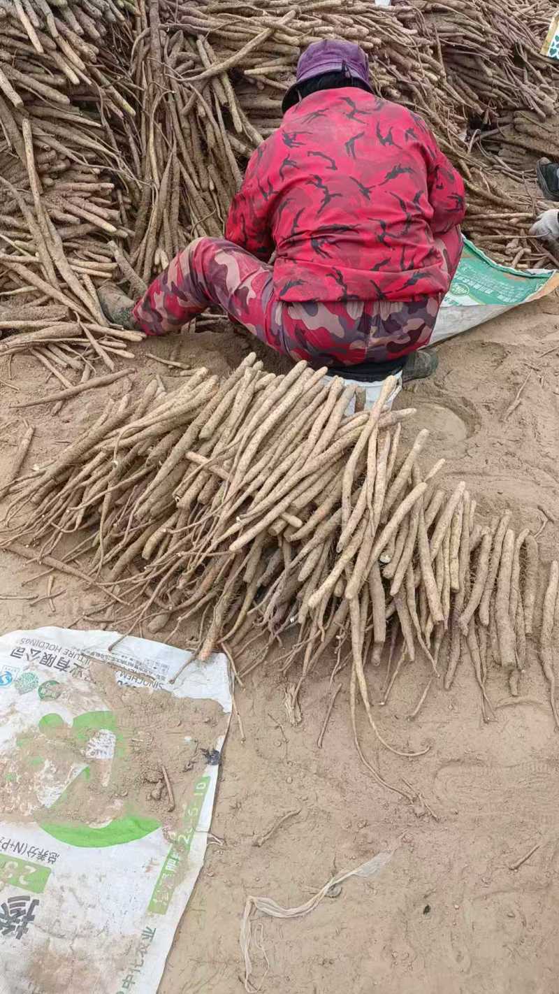 电商山药河北山药铁棍山药承接电商超市场规格齐全按需定制货