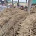 电商山药河北山药铁棍山药承接电商超市场规格齐全按需定制货