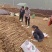 电商双棒山药可按需装货河北山药饶阳山药可批发零售规格齐全