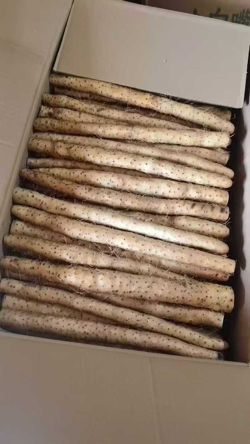 电商双棒山药可按需装货河北山药饶阳山药可批发零售规格齐全