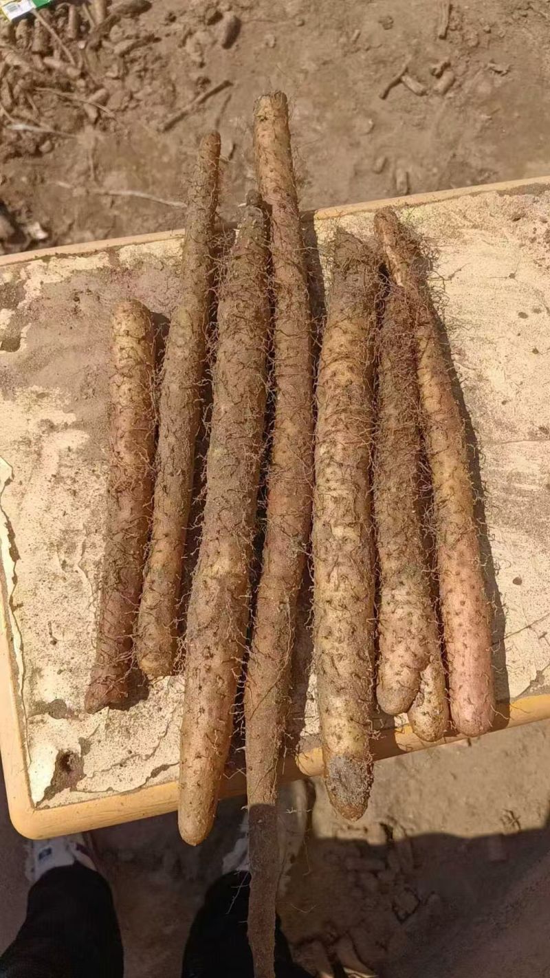 电商双棒山药可按需装货河北山药饶阳山药可批发零售规格齐全
