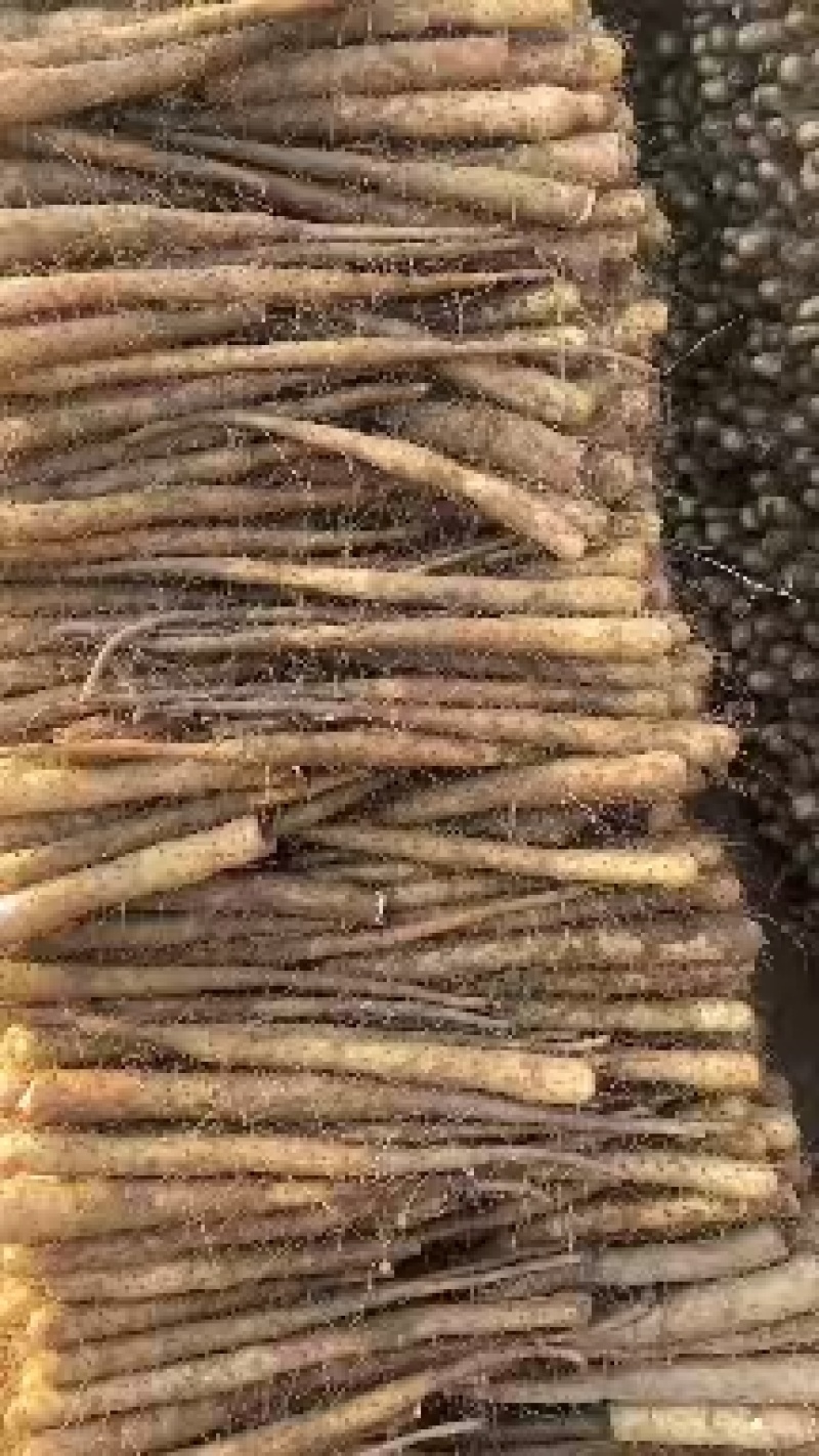 电商双棒山药可按需装货河北山药饶阳山药可批发零售规格齐全
