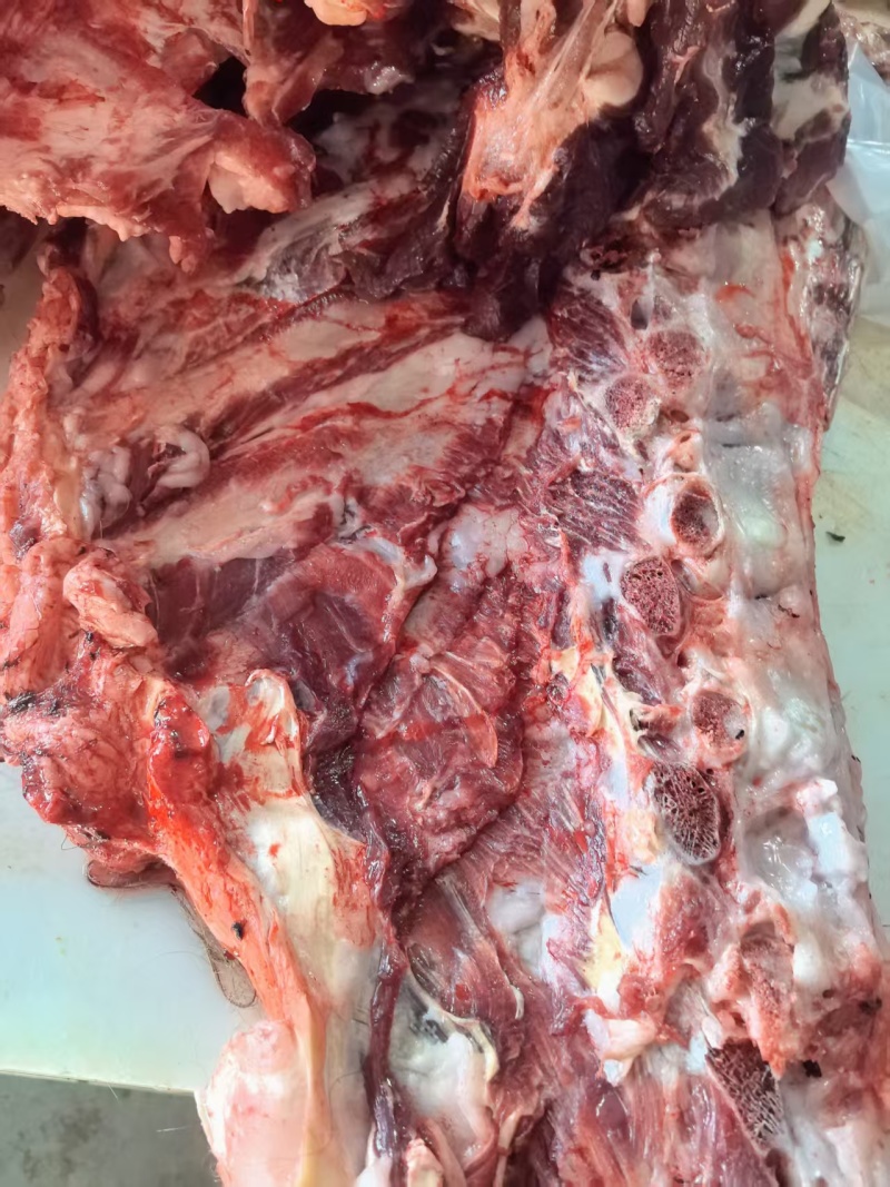 新鲜肉大驼骨头，驼全骨，可定制各种规格！