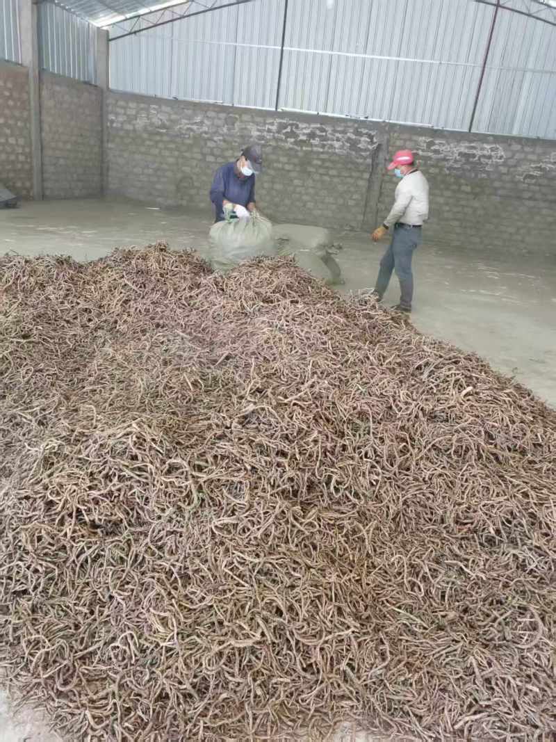 【推荐】胡黄连，刮皮一手货源量大从优可视频看货