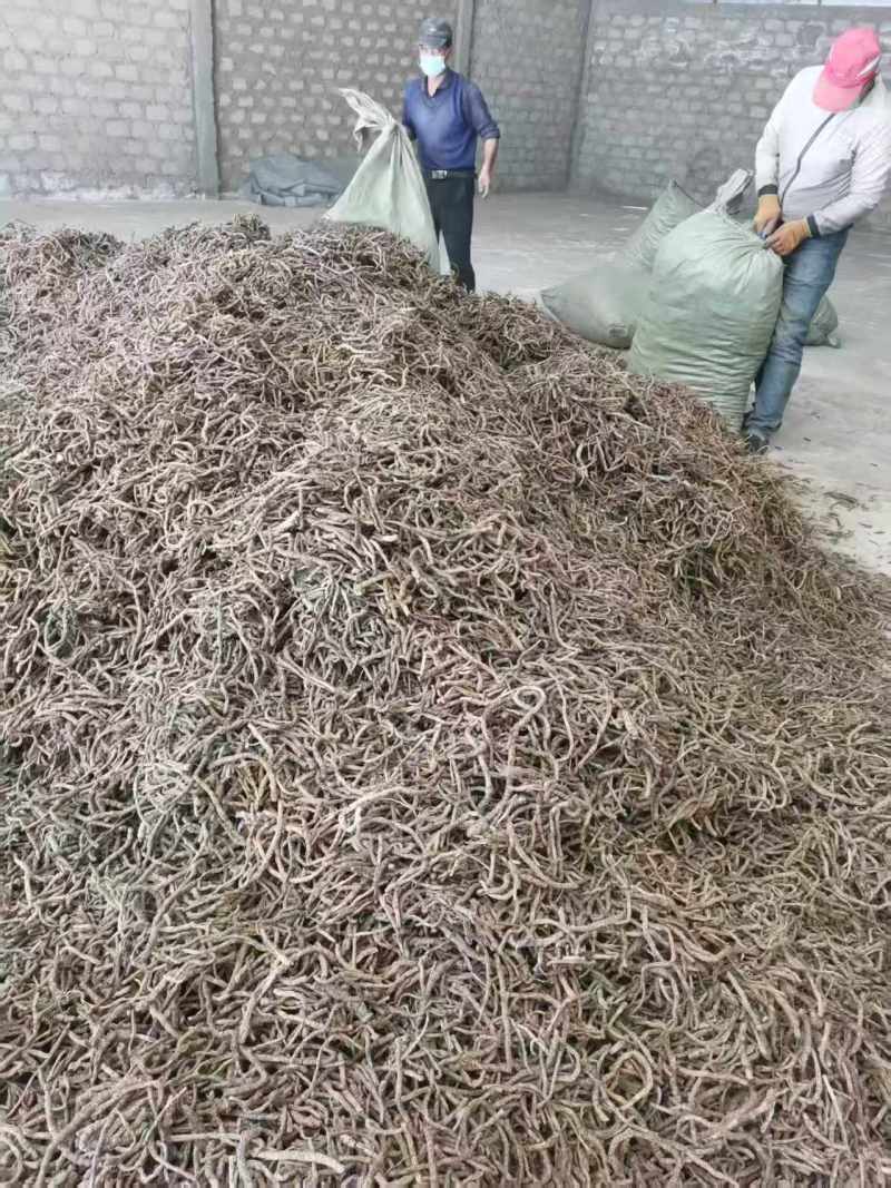 【推荐】胡黄连，刮皮一手货源量大从优可视频看货