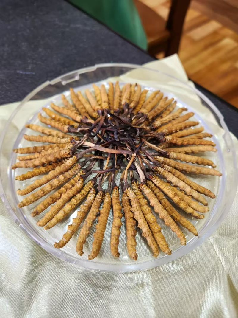 【推荐】冬虫夏草，刮皮一手货源量大从优可视频看货