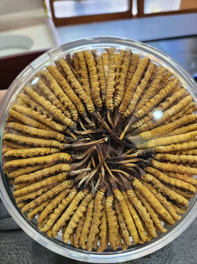 【推荐】冬虫夏草，刮皮一手货源量大从优可视频看货