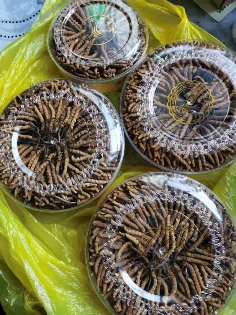 【推荐】冬虫夏草，刮皮一手货源量大从优可视频看货