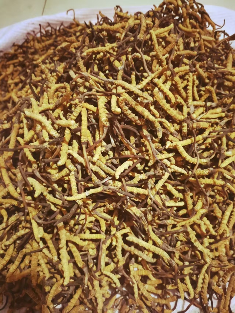 【推荐】冬虫夏草，刮皮一手货源量大从优可视频看货