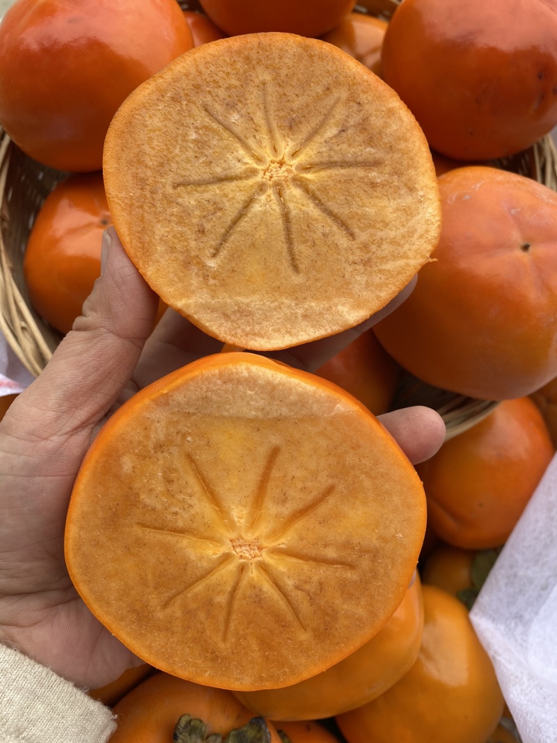 阳丰脆柿