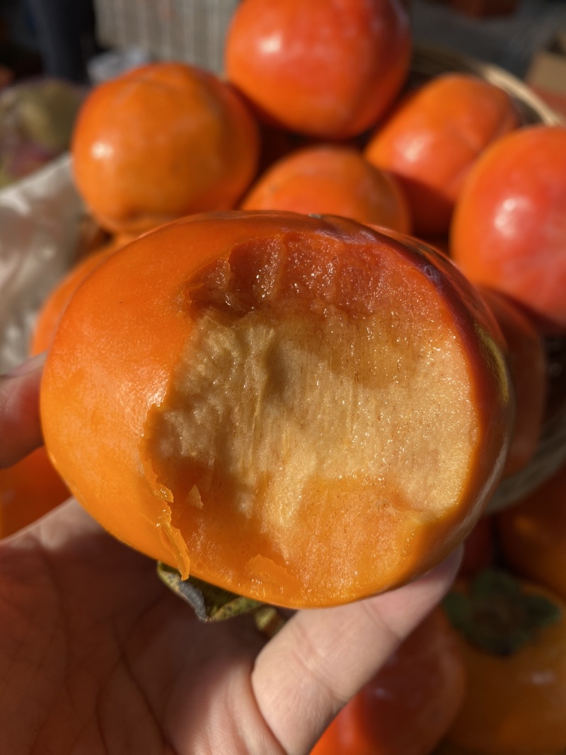 阳丰脆柿