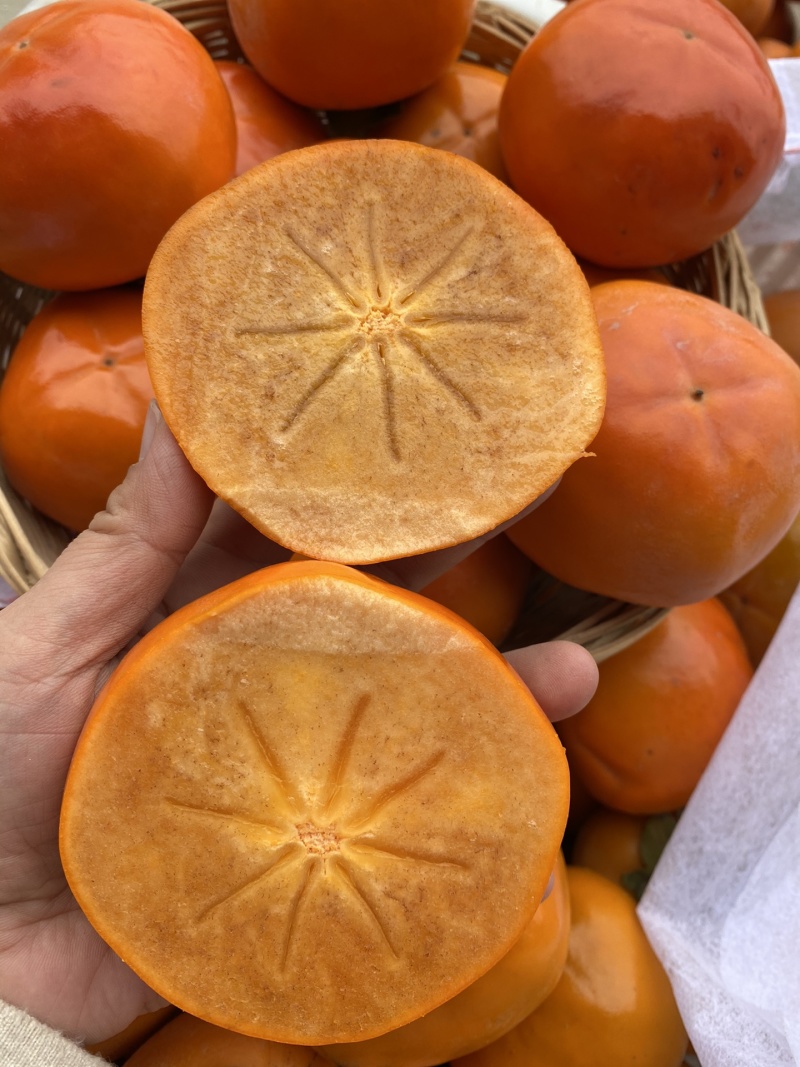 阳丰脆柿
