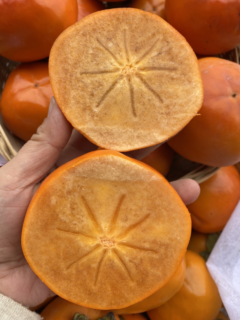 阳丰脆柿