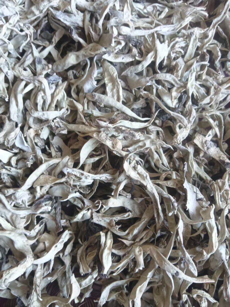【推荐】藏雪茶，刮皮一手货源量大从优可视频看货