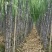 广西甘蔗黑皮果蔗产地直供量大从优对接全国可视频看货