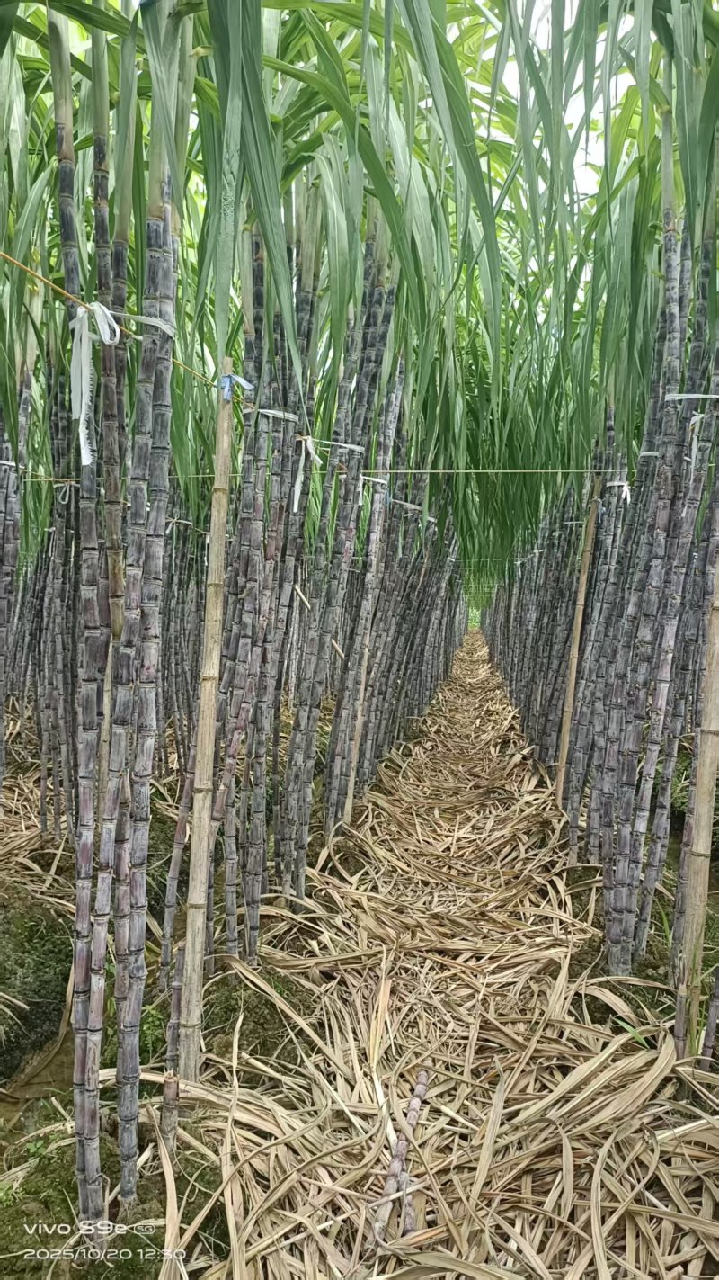 广西甘蔗黑皮果蔗产地直供量大从优对接全国可视频看货