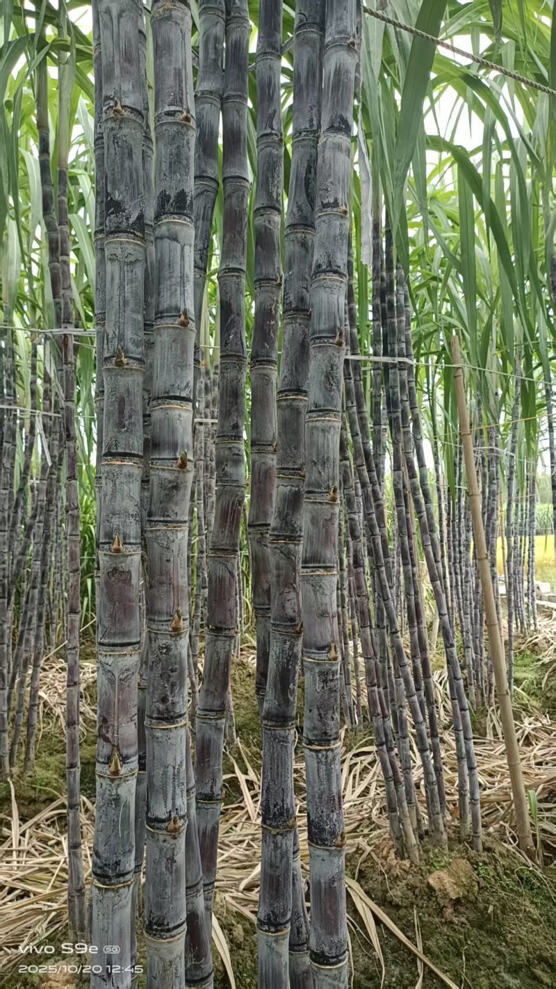 广西甘蔗黑皮果蔗产地直供量大从优对接全国可视频看货