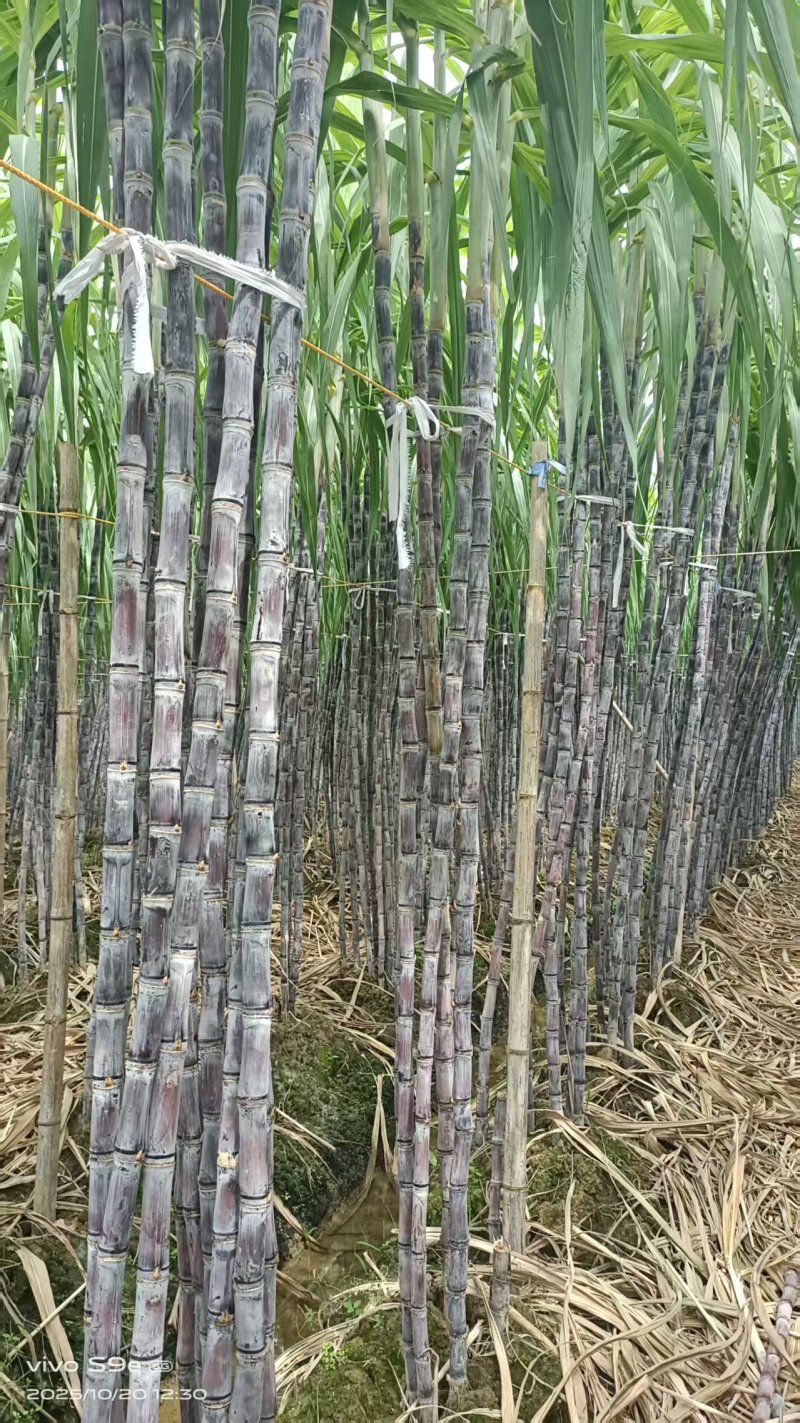 广西甘蔗黑皮果蔗产地直供量大从优对接全国可视频看货