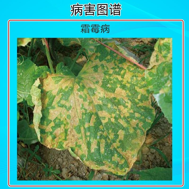 龙灯多定81%甲霜灵百菌清可湿性粉剂菌百清农药杀菌剂黄瓜