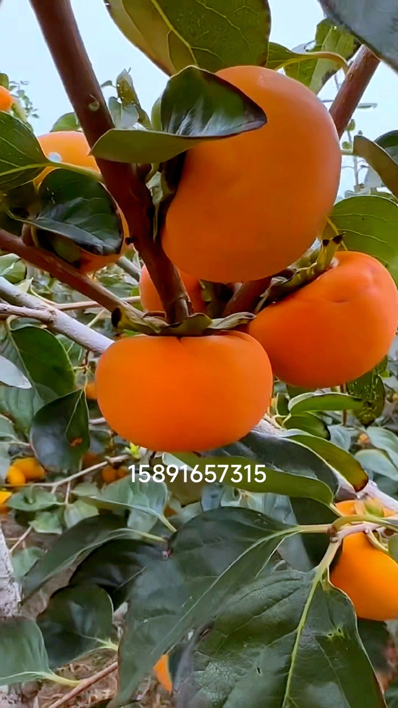 阳丰柿子