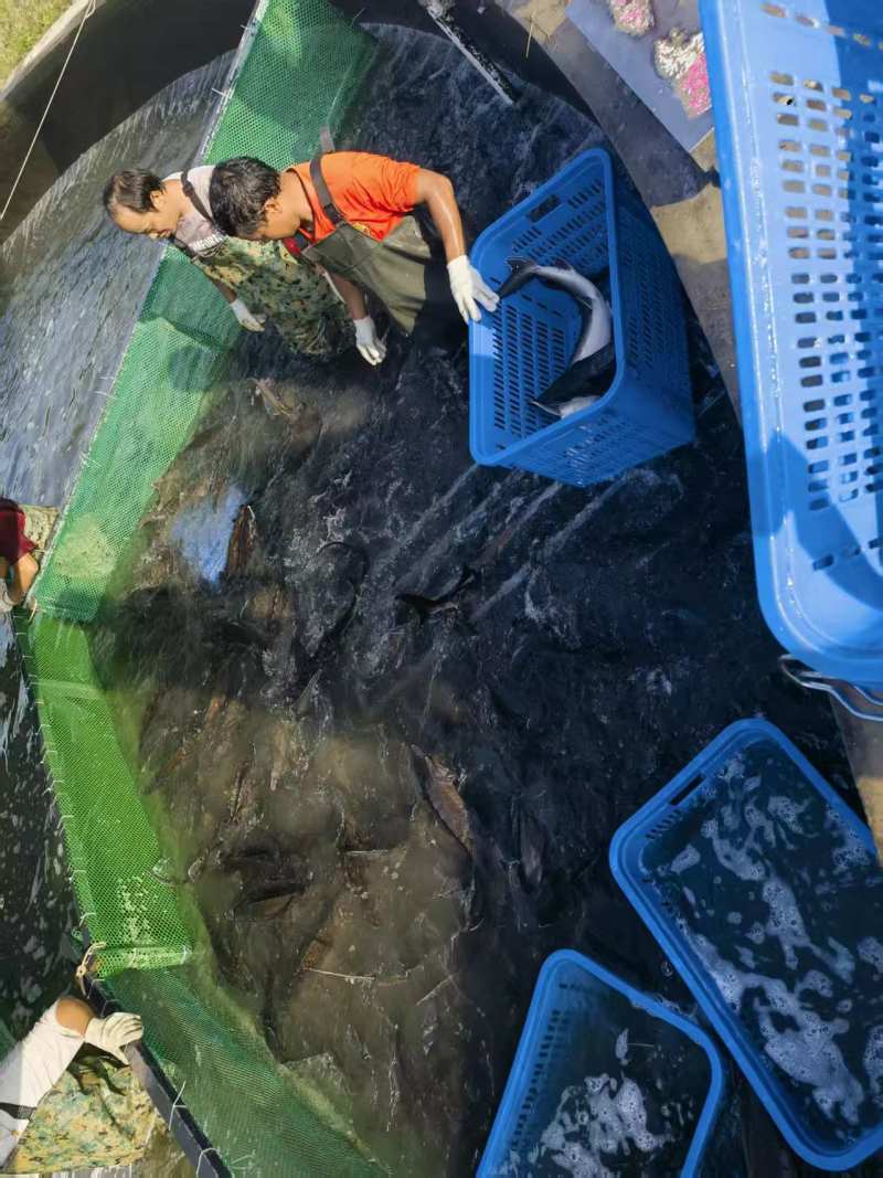 养殖鲟鱼基地3-55-10的规格都有有需要的老板联