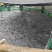 养殖鲟鱼基地3-55-10的规格都有有需要的老板联