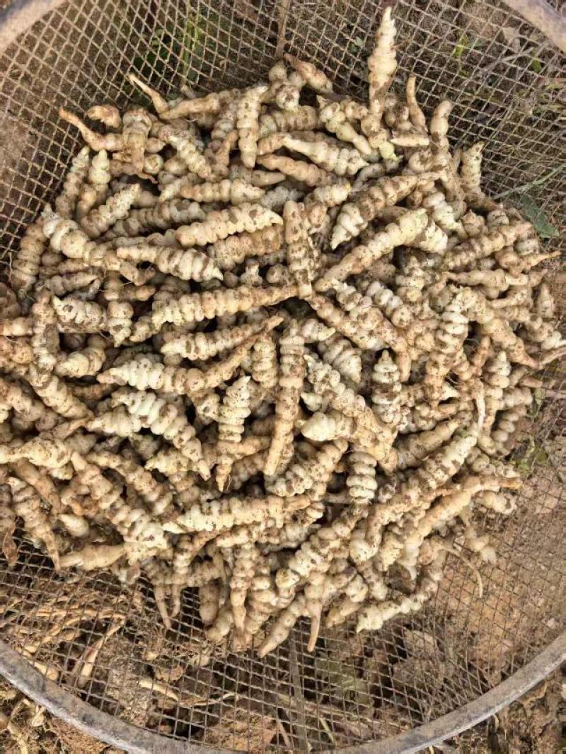 螺丝菜，宝塔菜大量上市，产地直发，品质保证，服务周到