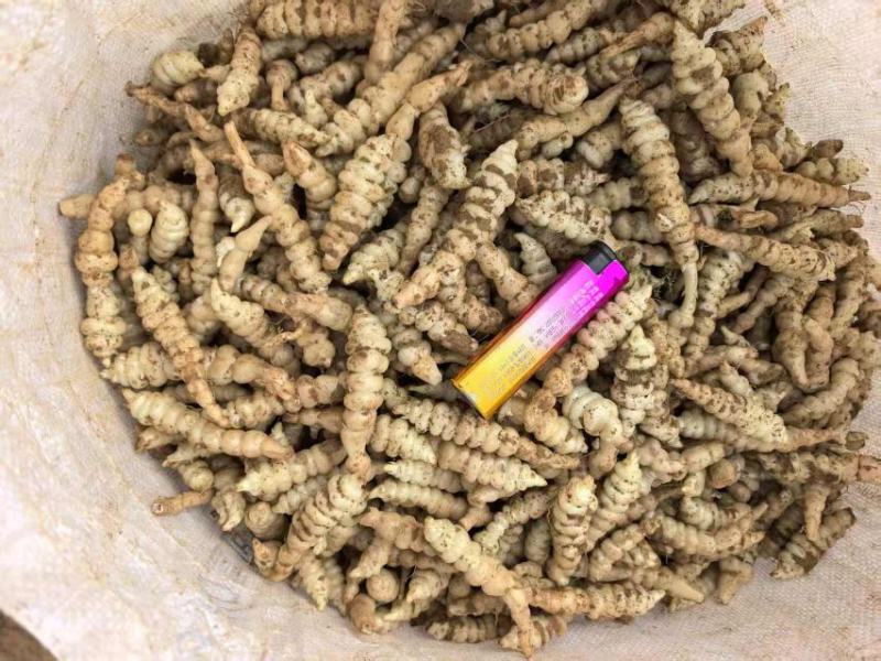 螺丝菜，宝塔菜大量上市，产地直发，品质保证，服务周到