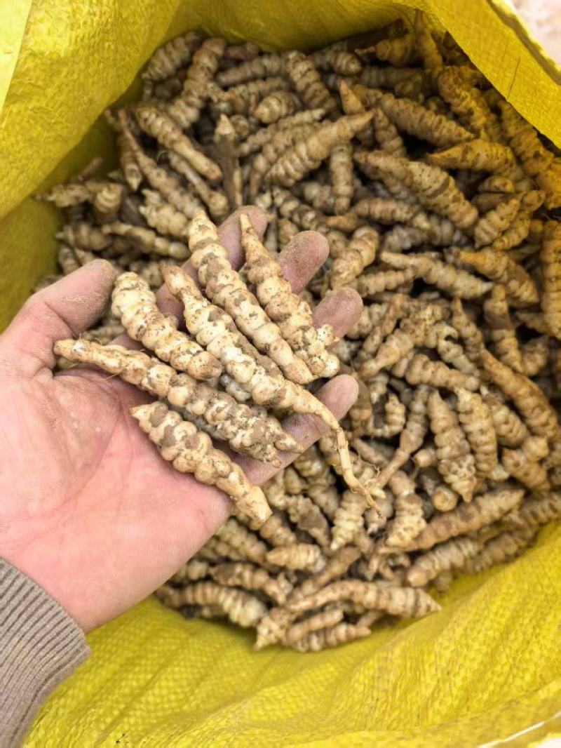 螺丝菜，宝塔菜大量上市，产地直发，品质保证，服务周到