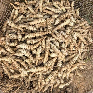 螺丝菜，宝塔菜大量上市，产地直发，品质保证，服务周到