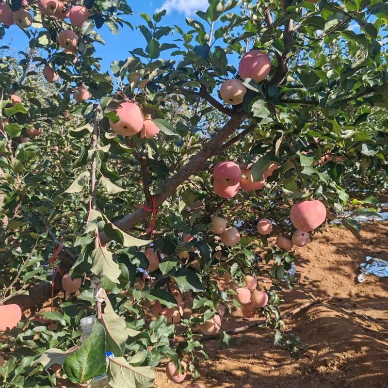 〔牛〕红富士苹果脆甜可口种植基地品质优良现摘现发