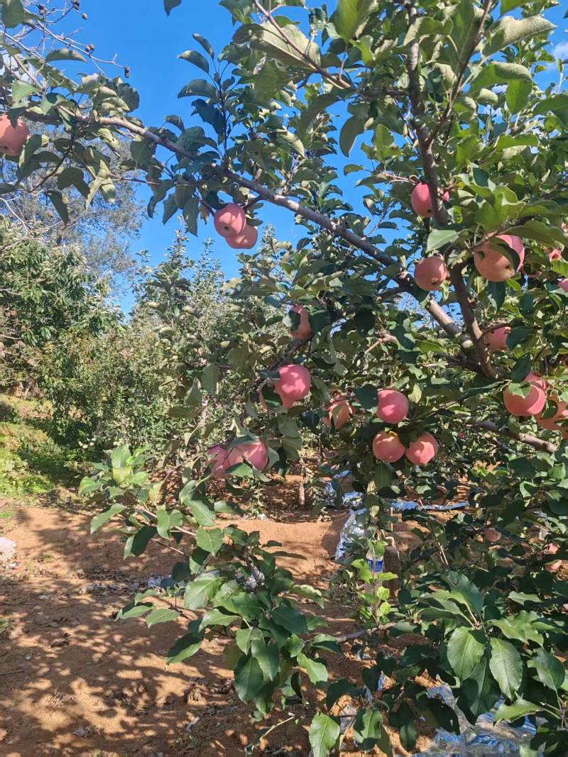 〔牛〕红富士苹果脆甜可口种植基地品质优良现摘现发