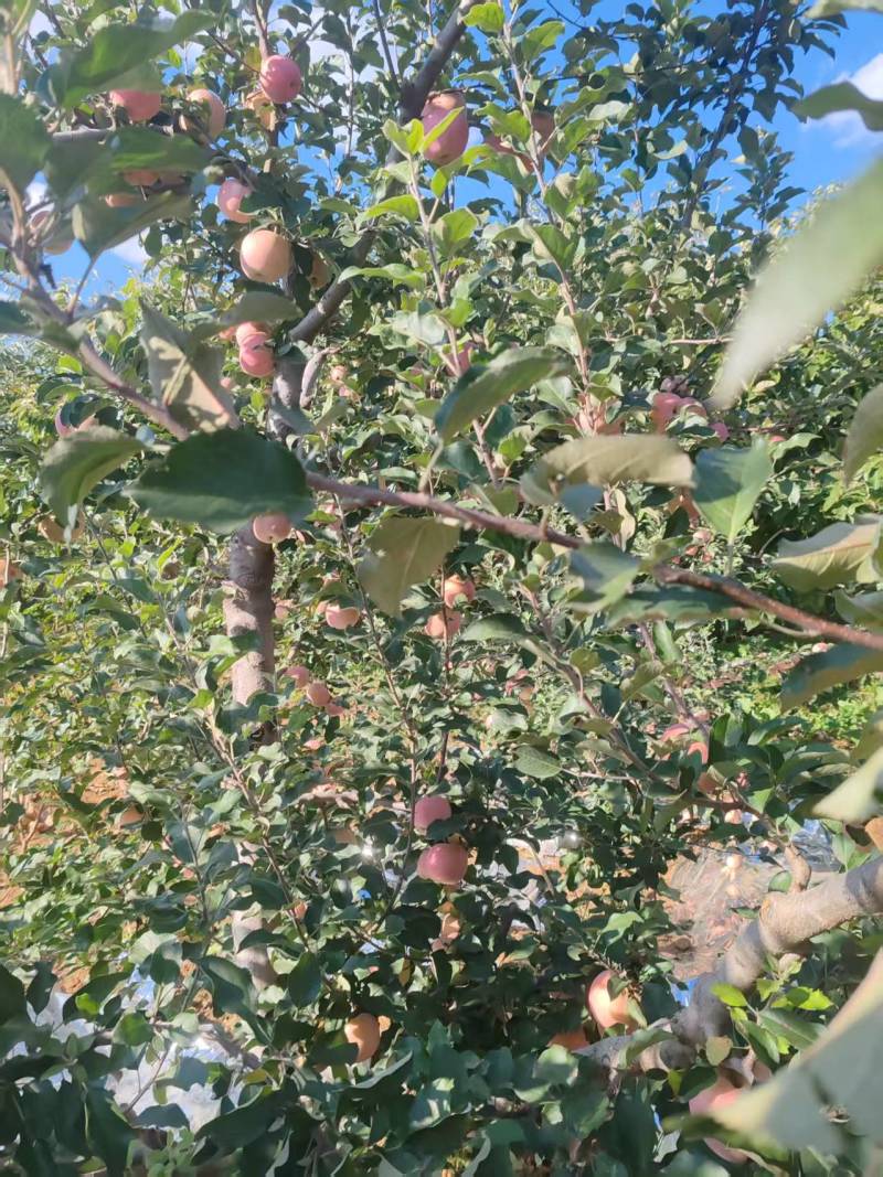 〔牛〕红富士苹果脆甜可口种植基地品质优良现摘现发