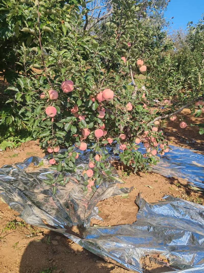 〔牛〕红富士苹果脆甜可口种植基地品质优良现摘现发