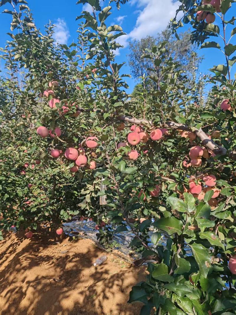 〔牛〕红富士苹果脆甜可口种植基地品质优良现摘现发