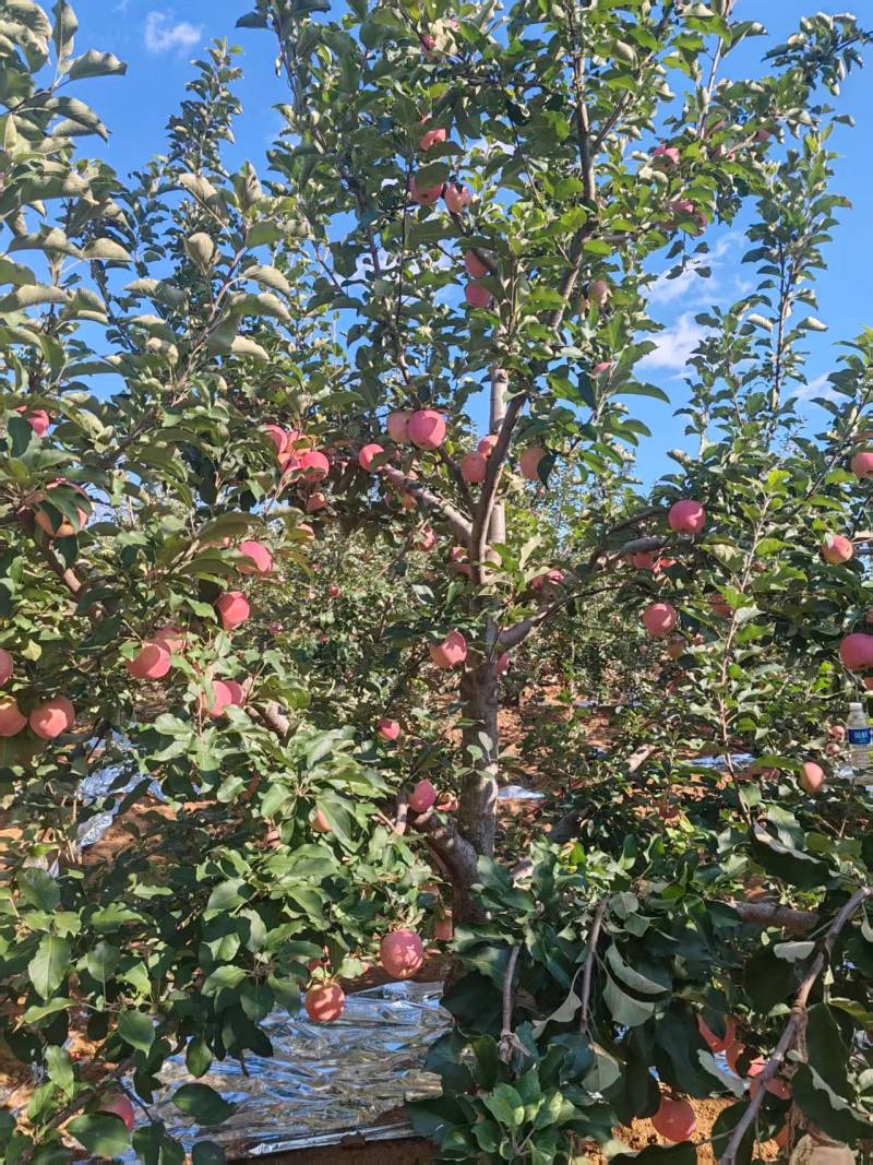 〔牛〕红富士苹果脆甜可口种植基地品质优良现摘现发