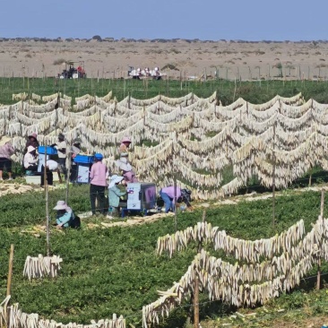 精品萝卜干货源充足量大从优质量保证产地供应诚信经