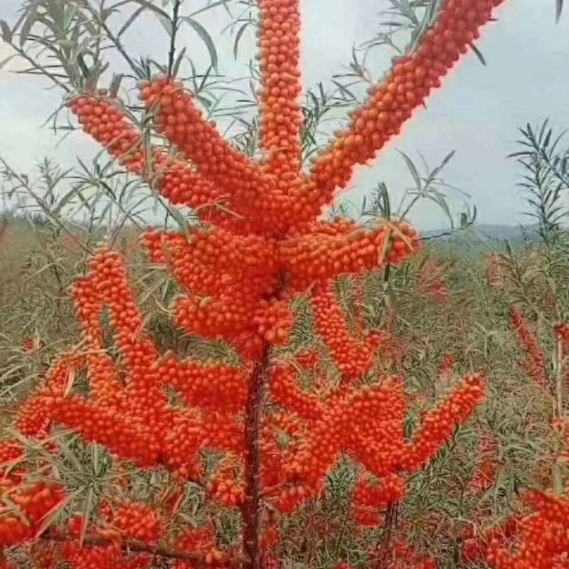 【热卖】沙棘鲜果，净果大量上市，量大从优，欢迎致电