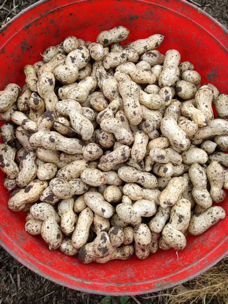 新上市新鲜花生颗粒饱满批发采购红皮两四粒红当季货现挖