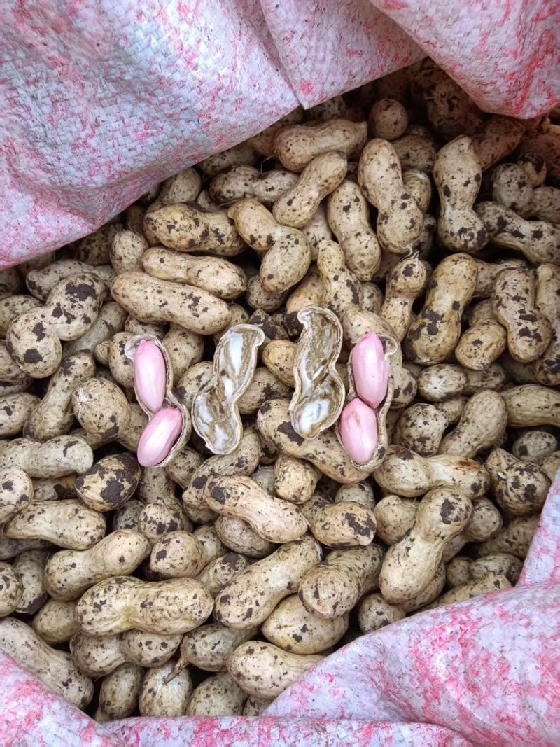 新上市新鲜花生颗粒饱满批发采购红皮两四粒红当季货现挖