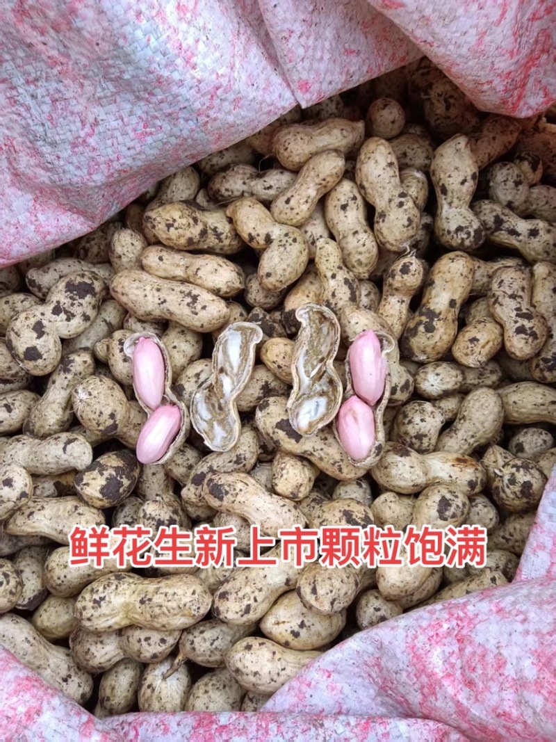 新上市新鲜花生颗粒饱满批发采购红皮两四粒红当季货现挖
